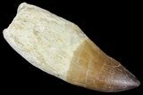 Fossil Rooted Mosasaur (Prognathodon) Tooth - Morocco #163919-1